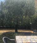 Villetta con giardino vicino Aulla C317